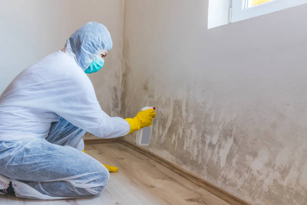 Licensed Mold Cleanup service in Triangle, VA - WQB Mold Removal