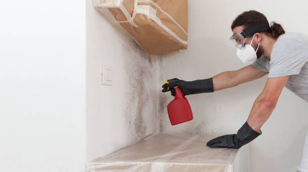 Professional Mold Cleanup technician working in Triangle, VA