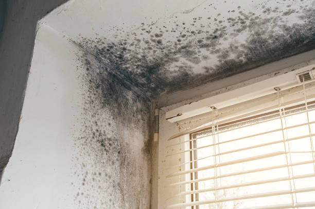 Affordable Mold Cleanup solutions in Triangle, VA